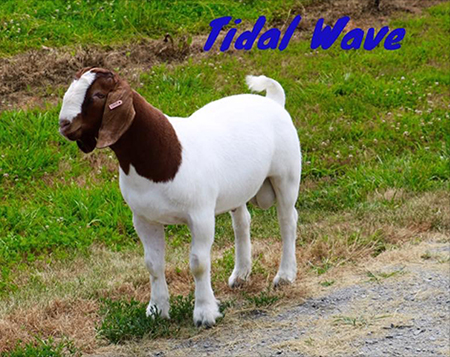 Tidal Wave